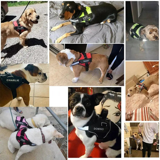 NoPully™ Personalized No Pull Dog Harness  