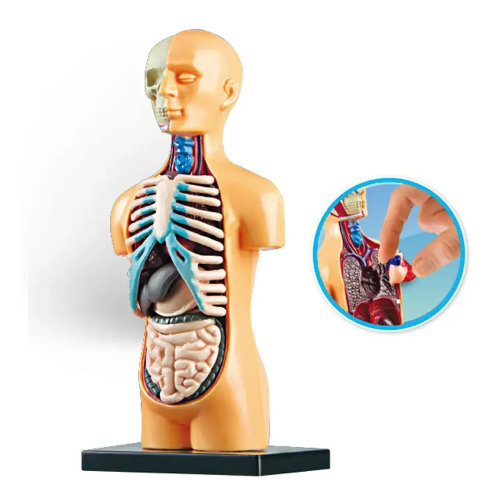 Human Torso Body Model Anatomy Anatomical Medical Classroom Tools with Removable Internal Organs ShenZhen Intelligent Store