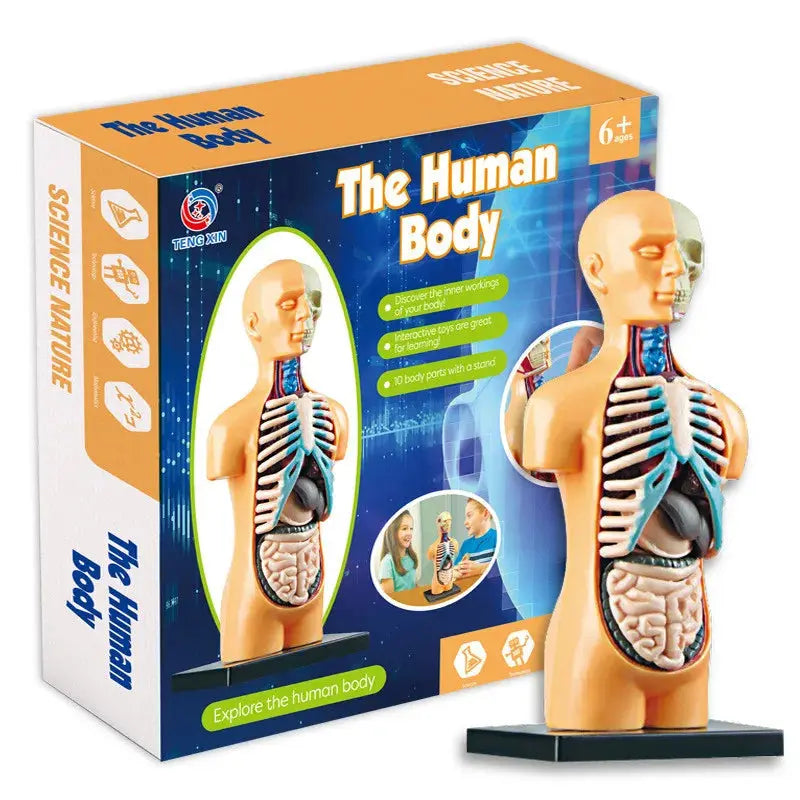 Human Torso Body Model Anatomy Anatomical Medical Classroom Tools with Removable Internal Organs ShenZhen Intelligent Store