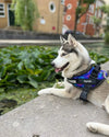 NoPully™ Personalized No Pull Dog Harness  